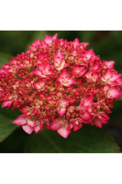 Hydrangea macrophylla Mirai